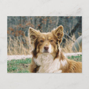 Australian Shepherd Dog Briefkaart