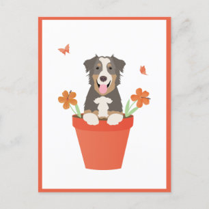 Australian Shepherd Dog in Flower Pot Briefkaart