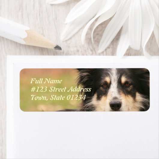 Australian Shepherd Dog Return Address Label (Insitu)