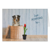Australian Shepherd Dog Wicker Basket Birthday (Voorkant Horizontaal)