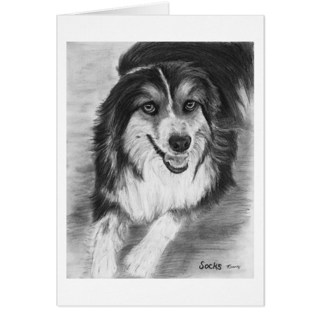 Australian Shepherd Drawing (Voorkant)