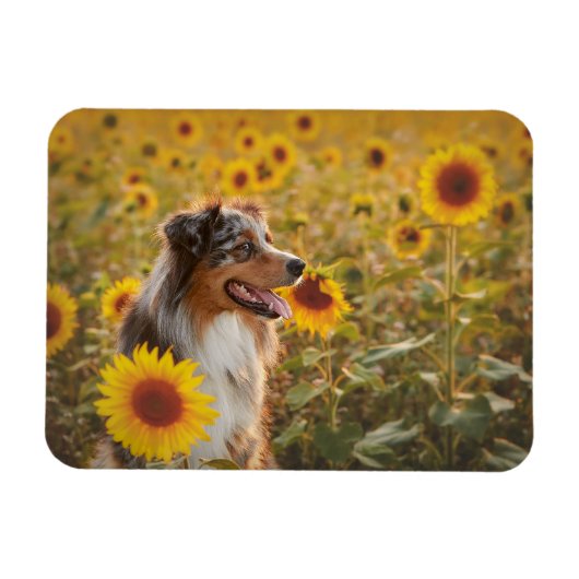 Australian Shepherd en zonnebloemen  Magneet (Horizontaal)
