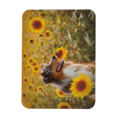 Australian Shepherd en zonnebloemen  Magneet (Verticaal)