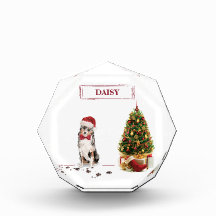 Australian Shepherd Funny kersthond met boom