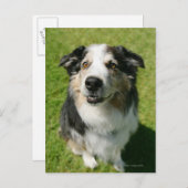 Australian Shepherd glimlacht bij camera Briefkaart (Voorkant / Achterkant)