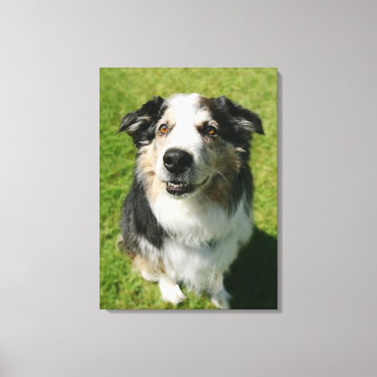 Australian Shepherd glimlacht bij camera Canvas Afdruk (Voorkant)
