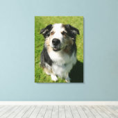 Australian Shepherd glimlacht bij camera Canvas Afdruk (Insitu (Houten vloer))