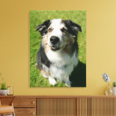 Australian Shepherd glimlacht bij camera Canvas Afdruk (Insitu (Woonkamer))