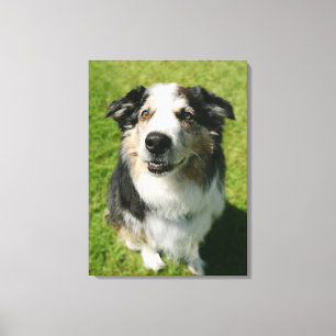 Australian Shepherd glimlacht bij camera Canvas Afdruk