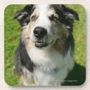 Australian Shepherd glimlacht bij camera Drankjes Onderzetter