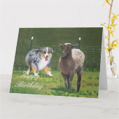 Australian Shepherd Happy Birthday Big Card Kaart (Gele Bloem)