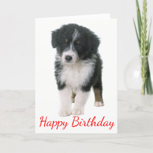 Australian Shepherd Happy Birthday Puppy Dog Kaart