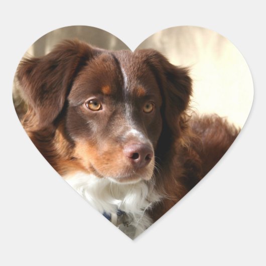 Australian Shepherd Hart Sticker (Voorkant)