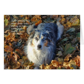 Australian Shepherd in Leaves
