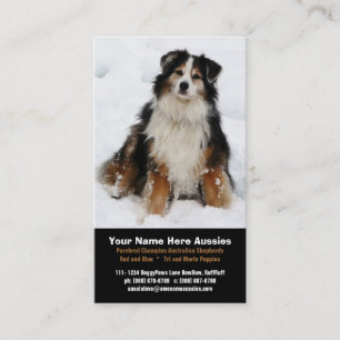 Australian Shepherd in Snow Breeder Visitekaartjes