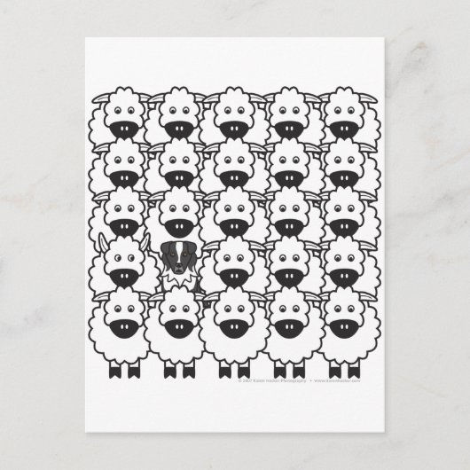 Australian Shepherd in the Sheep Briefkaart (Voorkant)