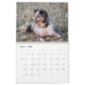 Australian Shepherd Kalender 2026 (Mar 2026)