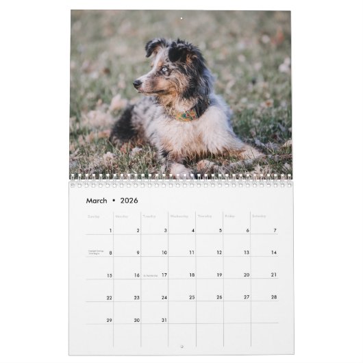 Australian Shepherd Kalender 2026 (Mar 2026)