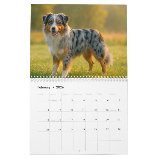 Australian Shepherd Kalender 2026 (Feb 2026)