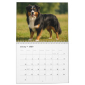 Australian Shepherd Kalender 2026 (Jan 2027)