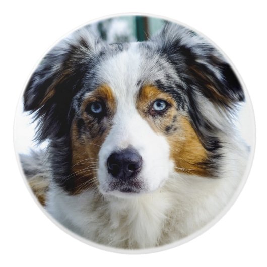 Australian Shepherd Keramische Knop (Voorkant)