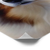 Australian Shepherd Kopf - Poster (Hoek)
