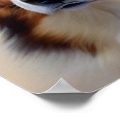 Australian Shepherd Kopf -  Poster (Hoek)