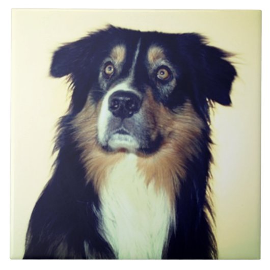 Australian Shepherd Love, Rescue Dog Best Friend Tegeltje (Voorkant)