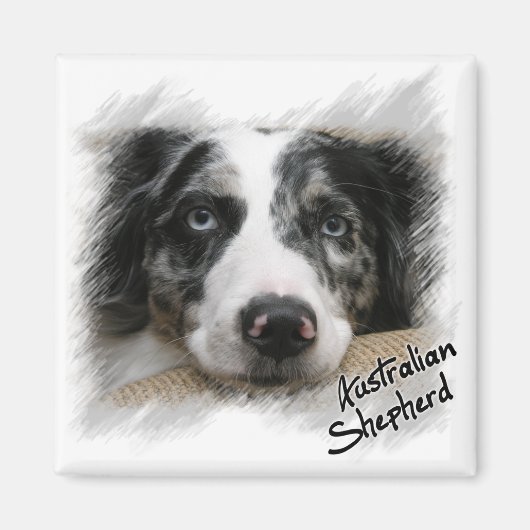 Australian Shepherd Magnet (Voorkant)