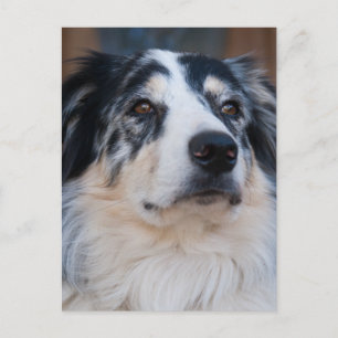 Australian Shepherd Mix close-up foto Briefkaart