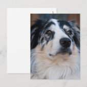Australian Shepherd Mix close-up foto Briefkaart (Voorkant / Achterkant)