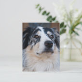 Australian Shepherd Mix close-up foto Briefkaart (Staand voorkant)