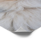 Australian Shepherd Mix close-up foto Poster (Hoek)