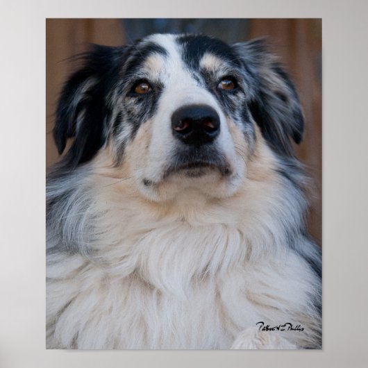 Australian Shepherd Mix close-up foto Poster (Voorkant)