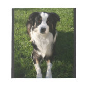 Australian Shepherd Photo Notitieblok (Voorkant)