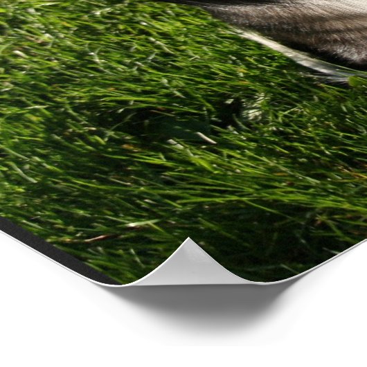 Australian Shepherd Photo Poster (Hoek)