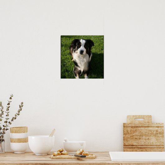 Australian Shepherd Photo Poster (Keuken)