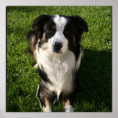 Australian Shepherd Photo Poster (Voorkant)