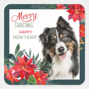Australian Shepherd Poinsettia Bouquet Kerstmis Vierkante Sticker