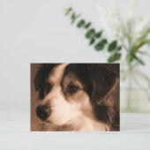Australian Shepherd Portrait Briefkaart (Staand voorkant)