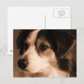Australian Shepherd Portrait Briefkaart (Voorkant / Achterkant)