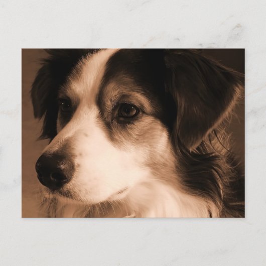 Australian Shepherd Portrait Briefkaart (Voorkant)