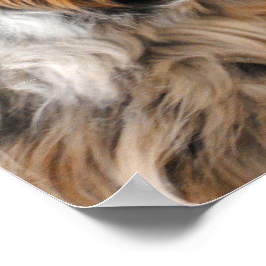 Australian Shepherd Portrait Fine Art Print (Hoek)