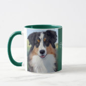 Australian Shepherd Portrait -  Mok (Links)