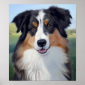 Australian Shepherd Portrait  -  Poster (Voorkant)