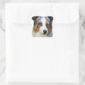 Australian Shepherd Portrait Vierkante Sticker (Tas)