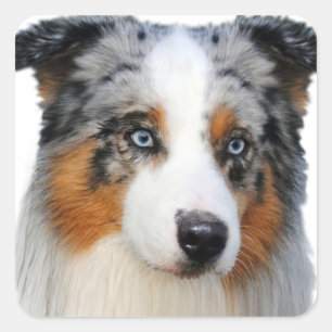 Australian Shepherd Portrait Vierkante Sticker
