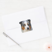 Australian Shepherd Portrait Vierkante Sticker (Envelop)