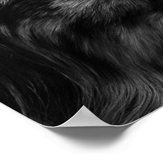 Australian Shepherd Poster (Hoek)