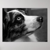 Australian Shepherd Poster (Voorkant)